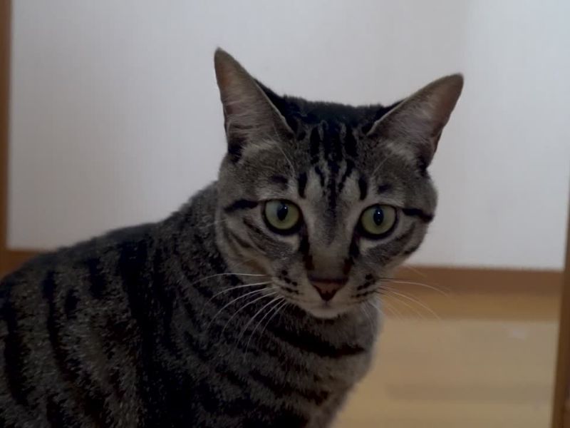 Uznemirena mačka gleda u jednu tačku