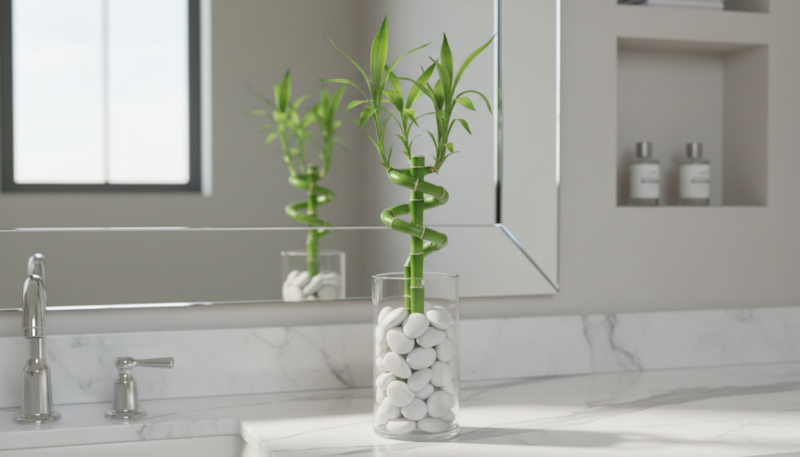 Bambus sreće biljka kupovina